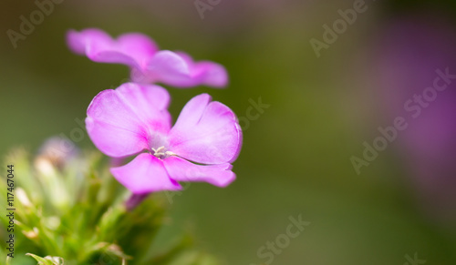 purple flower in nature © schankz