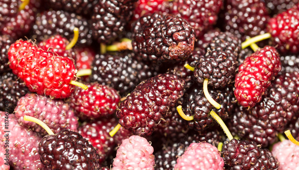 berry mulberry trees as a backdrop. macro berry mulberry trees as a backdrop. macro