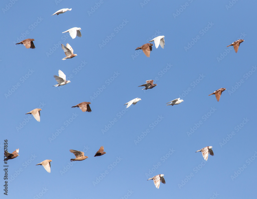 Pigeons on a background of blue sky