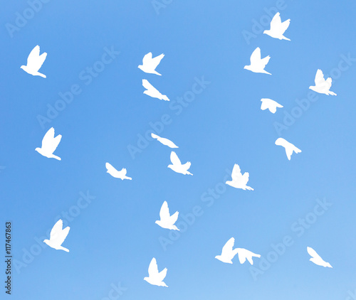 silhouette dove on a background of blue sky