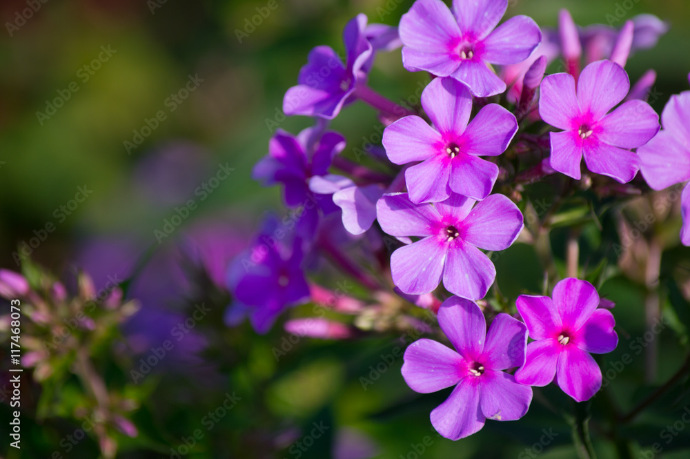 beautiful purple flower in the green garden.