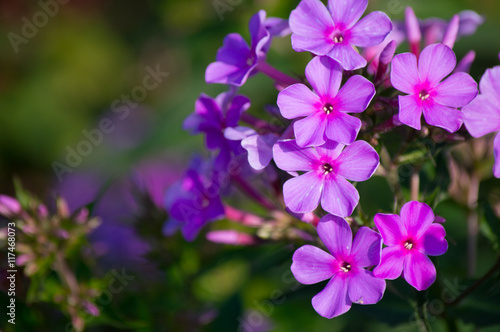 Fototapeta Naklejka Na Ścianę i Meble -  beautiful purple flower in the green garden.