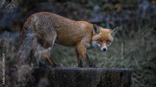 Portrait of fox on stump