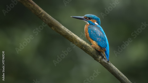 Kingfisher on branch