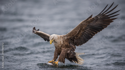 Obraz na plátně Bald eagle catching fish in water