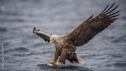 Bald eagle catching fish in water photo