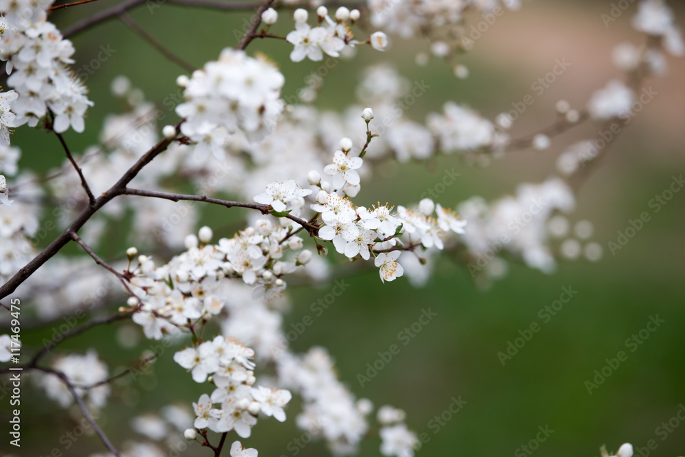 beautiful flowers on the tree in nature beautiful flowers on the tree in nature