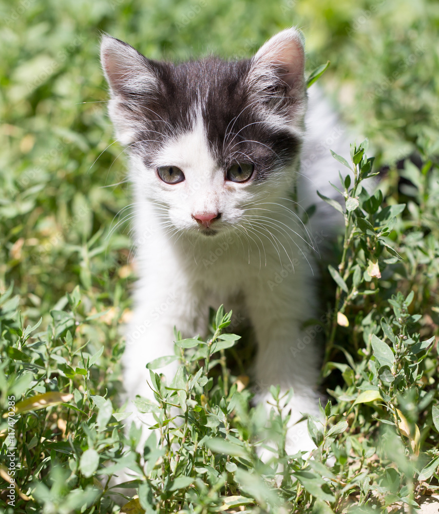 beautiful small kitten on nature