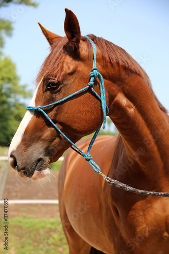 Side view portrait of young chestnut horse