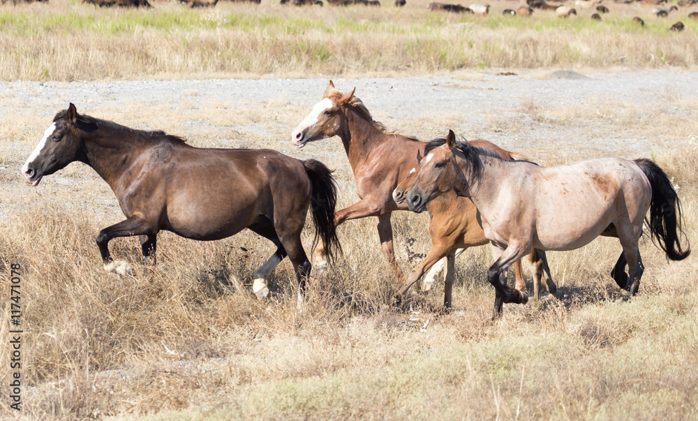 a horse in a pasture in the desert a horse in a pasture in the desert