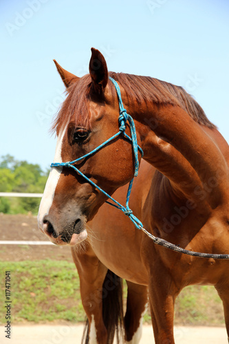 Purebred young hungarian gidran horse standing at rural horse farm