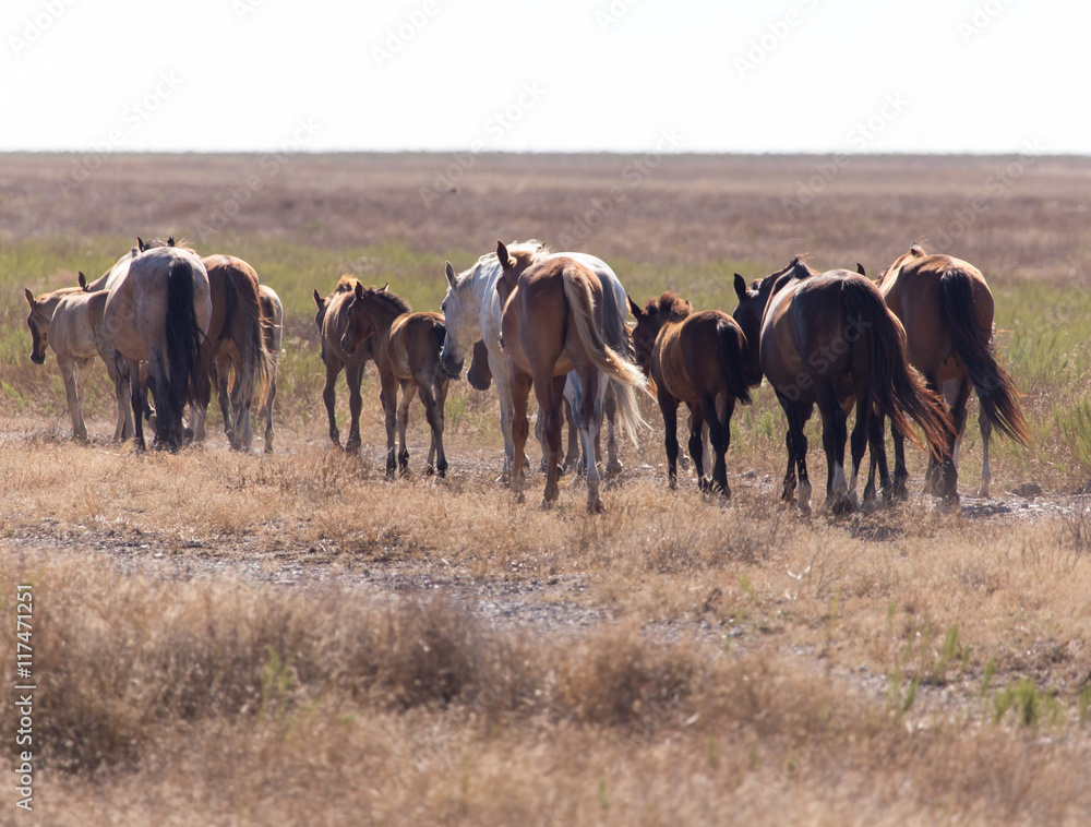 Obraz premium a horse in a pasture in the desert