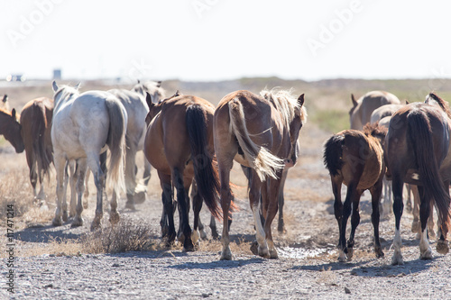 a horse in a pasture in the desert
