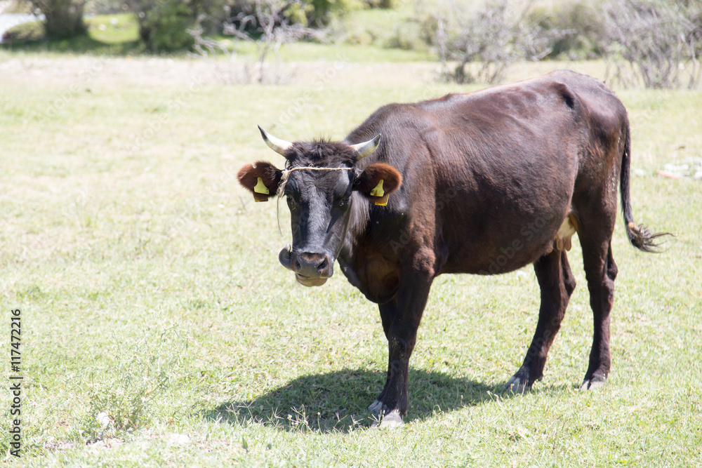 cow in a pasture in nature