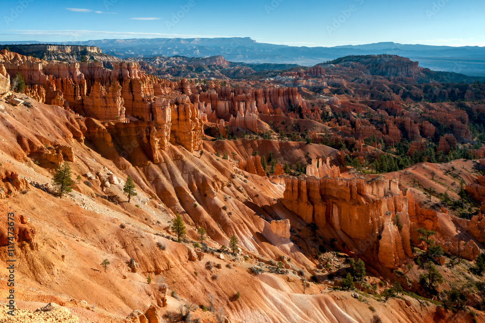 Sun Kissed Hoodoos and Pine Trees in Bryce Canyon