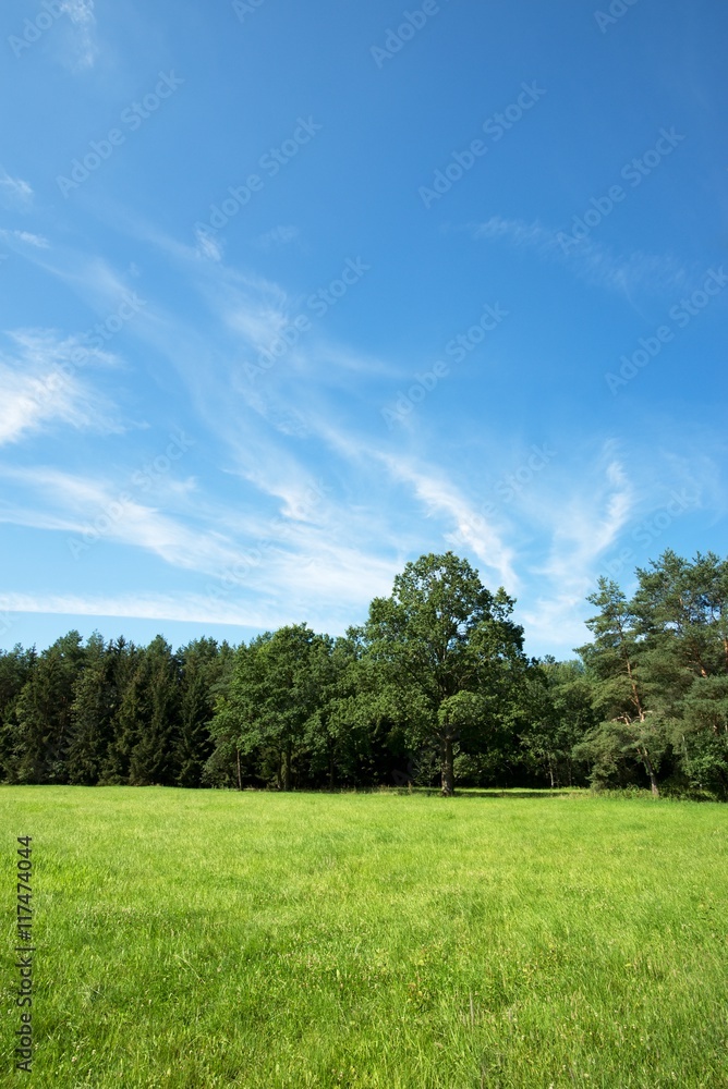 Summer meadow with several trees in background Summer meadow with several trees in background