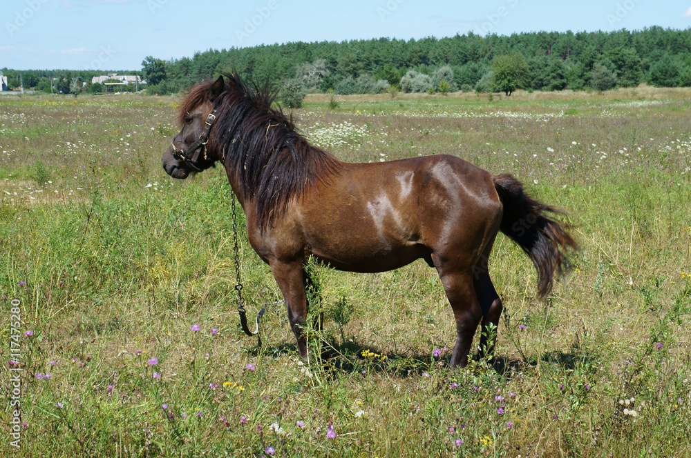 Small bay horse (pony) grazing in a meadow on a summer day
