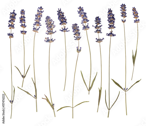 Dry pressed lavender isolated on white background 