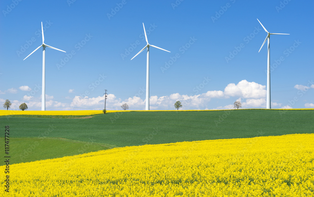 Blühende Rapsfelder mit drei Windrädern Blühende Rapsfelder mit drei Windrädern