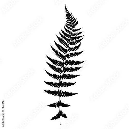 Fern 3. Silhouette. Vector.