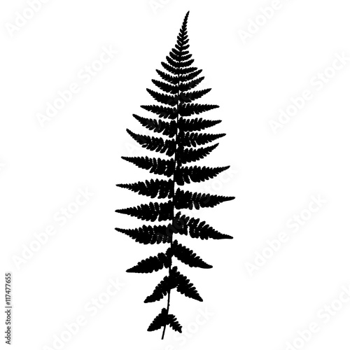 Fern 5. Silhouette. Vector.