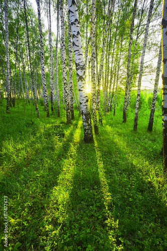 summer in birch forest