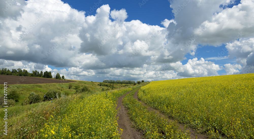 Fototapeta premium Summer landscape