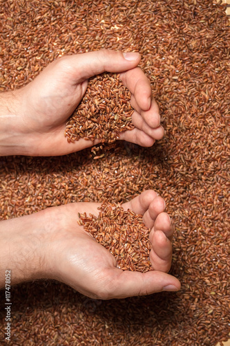 food background. Many grains of brown rice in a farmer's hands