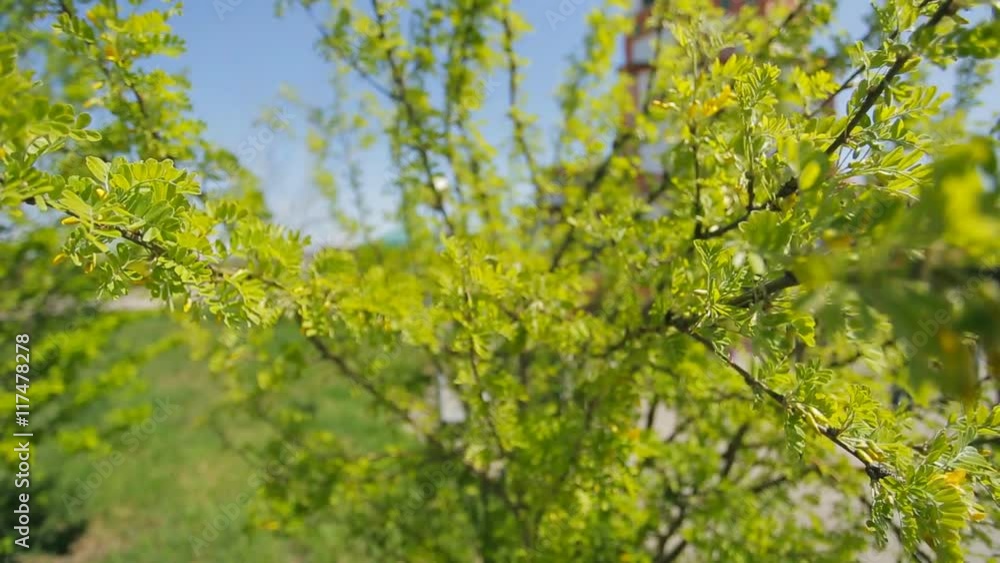 Yellow green bush of a young tree on a bright sunny day in park closeup. Yellow green bush of a young tree on a bright sunny day in park closeup.