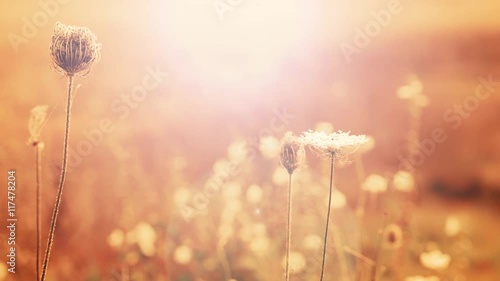 Beautiful flowers in field on sunset background. Sunny outdoor bright evening. Autumn theme background. Closeup Full HD video