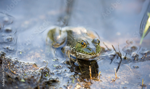 American Bullfrog camouflaged in natural aquatic habitat. Santa Clara County, California, USA.