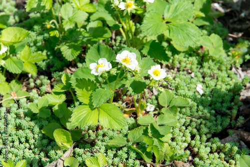 Several strawberry flowers on the stem. Strawberry flowers. Green bush blooming in the spring strawberries. Blooming strawberry. Selective focus. Natural green blurred spring background.