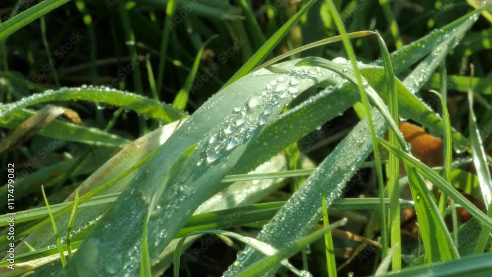 Water drops on grass leaves in windy weather zoom shot Water drops on grass leaves in windy weather zoom shot