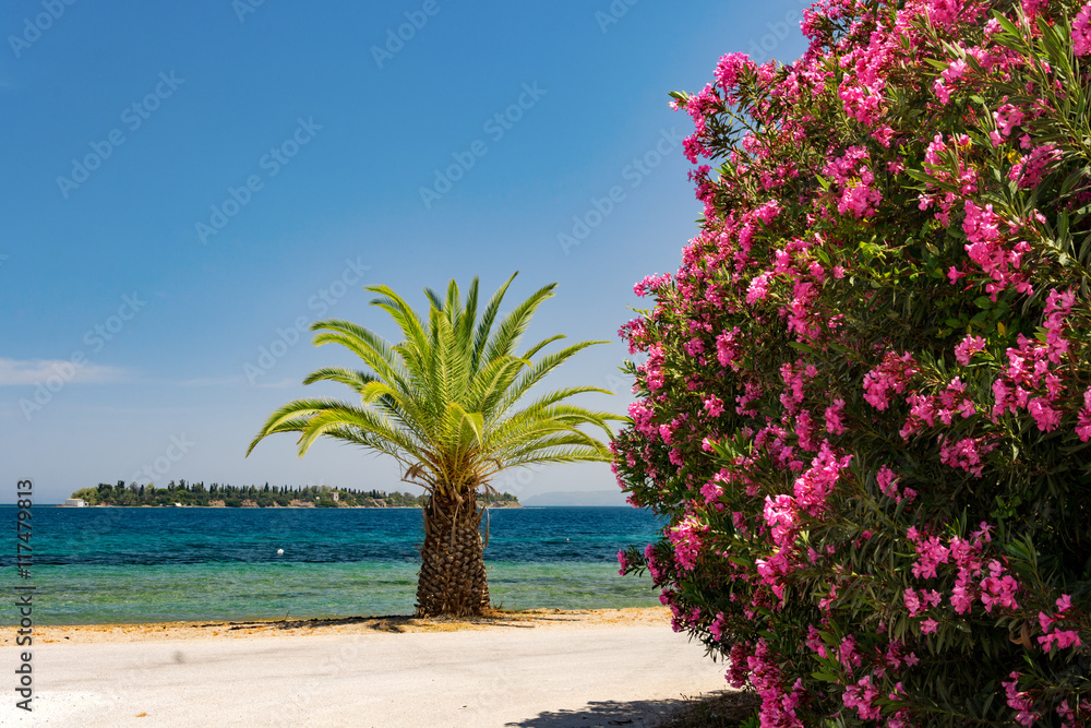 Palm tree, pink bush and an island in sunny Greece