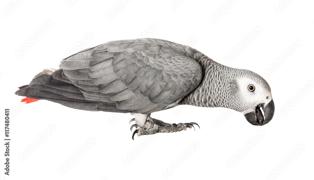 Obraz premium Szara papuga Jaco na białym tle