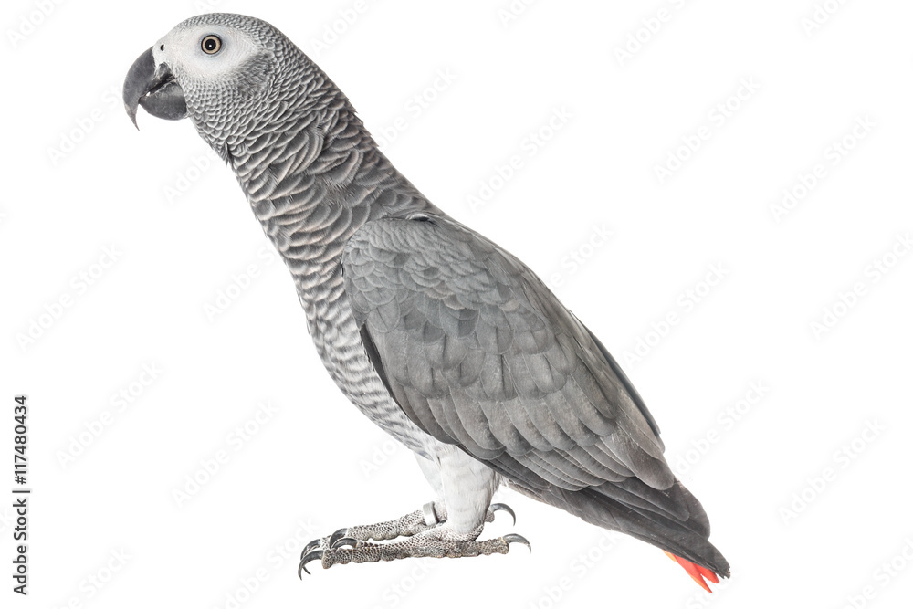 Naklejka premium Gray parrot Jaco on a white background