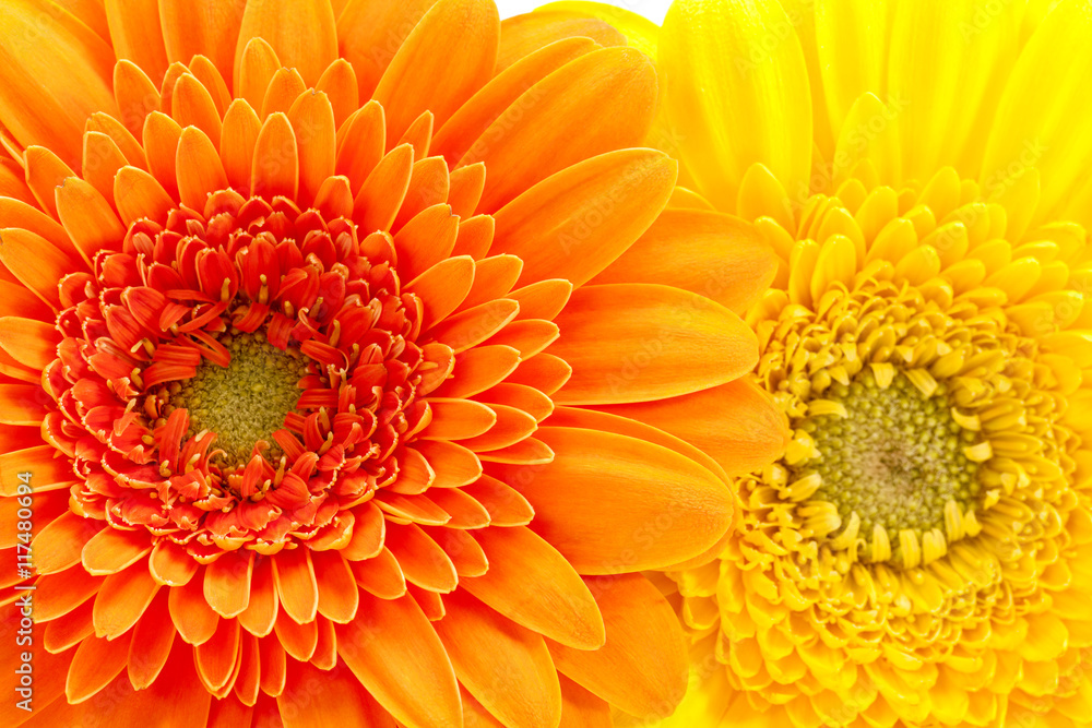 Background of flowers of yellow and orange  gerbera, close up