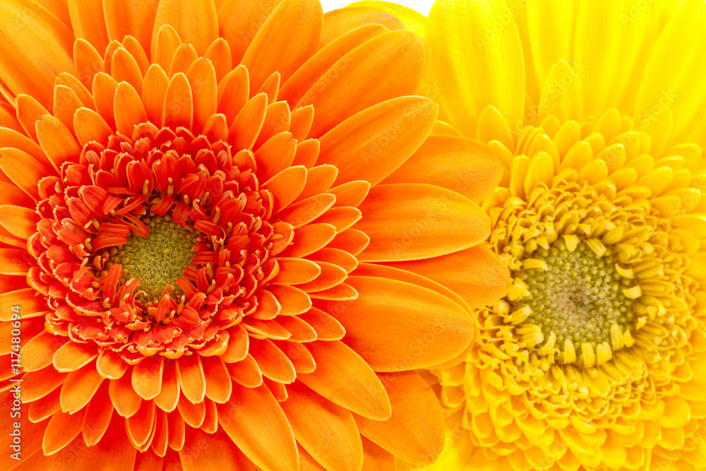 Background of flowers of yellow and orange gerbera, close up Background of flowers of yellow and orange gerbera, close up