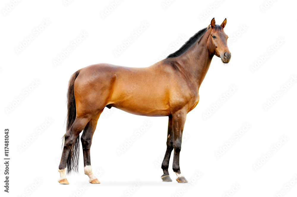 Fototapeta premium gniady koń na białym tle
