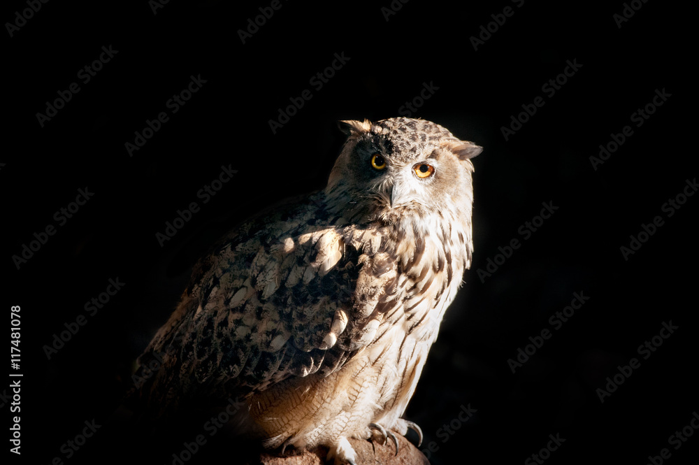 Fototapeta premium owl sitting on a stone on a black