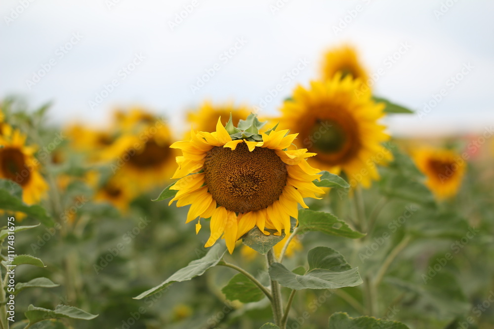 Obraz premium Sunflowers