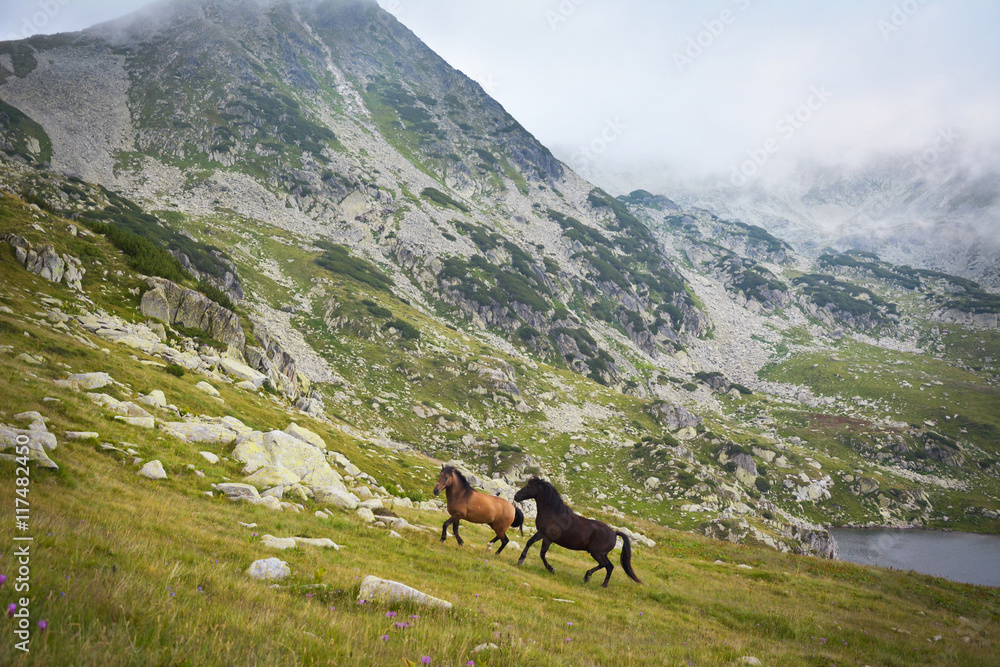 Wild horses running free in the mountains