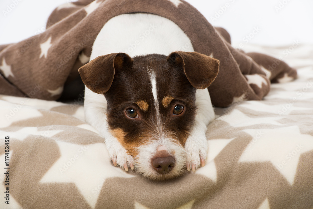 Hund mit Kuscheldecke Stock Photo | Adobe Stock