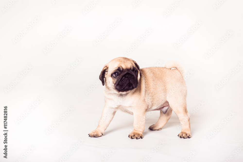 Pug puppy standing at the white background. Image isolated. Pug puppy standing at the white background. Image isolated.