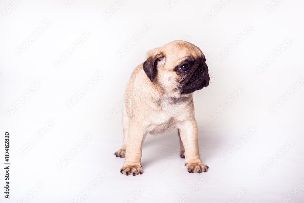 Puppy pug standing at the white background and looking sideways. Image isolated
