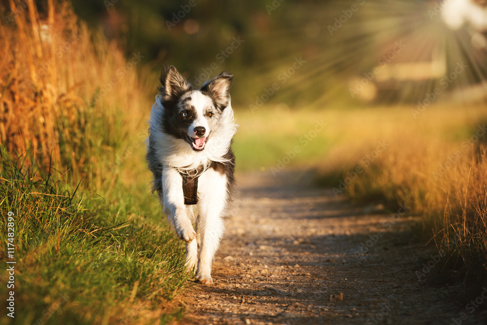 Rennender Border Collie