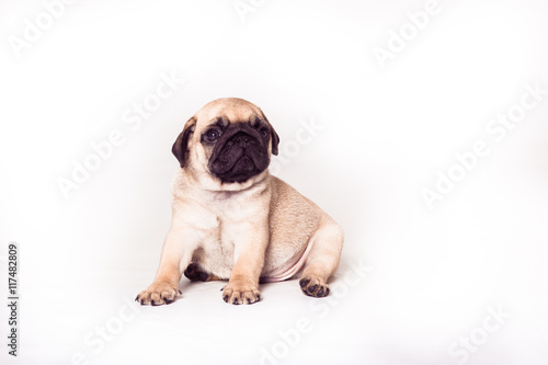 Pug puppy sitting at the white background. Image isolated © favorestudio