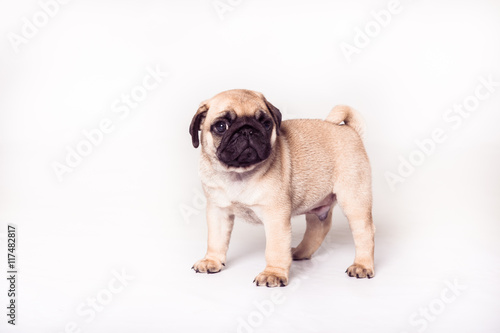 Pug puppy standing at the white background and looking at the camera. Image isolated