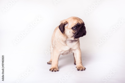 Puppy pug standing at the white background and looking sideways. Image isolated © favorestudio