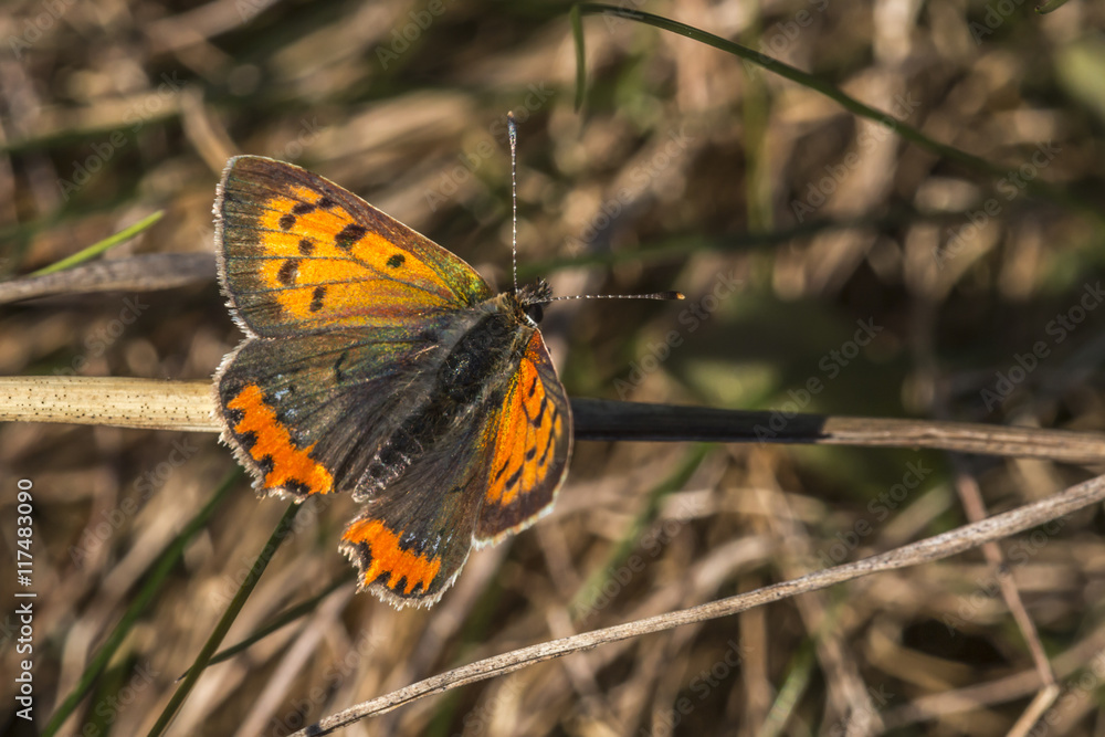 Fototapeta premium Kleiner Feuerfalter (Lycaena phlaeas)